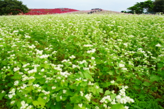 ソバの花