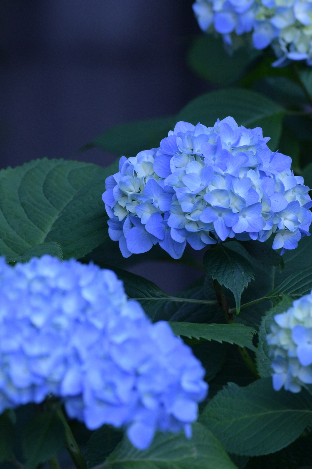 明月院ブルーに憧れて 2016 5/26 DSC_2652