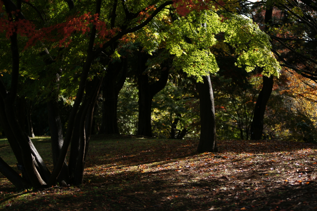 黄葉・紅葉 ぶら散歩 国営昭和記念公園 2015 11/15DSC00375