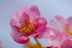 河津桜 三浦海岸ぶら散歩 2016 2/6 DSC04946