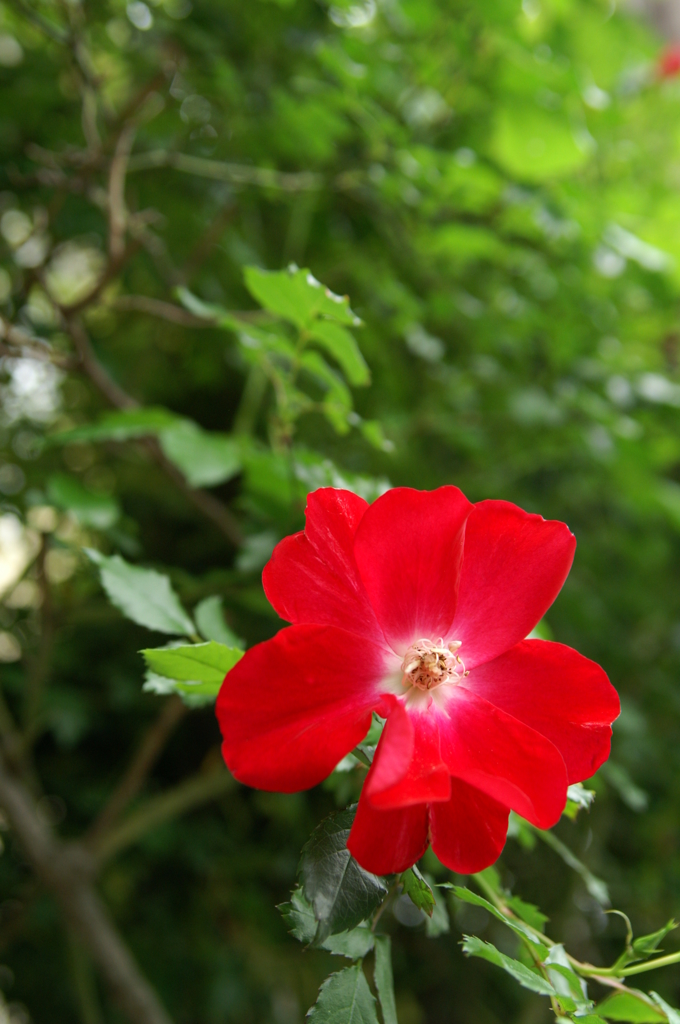 ぶらっとスナップ 2016 4/24 PICT5516