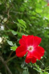 ぶらっとスナップ 2016 4/24 PICT5516