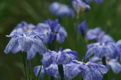 横須賀菖蒲園にて 6/6 DSC00497