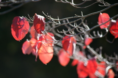 ぶら散歩 神奈川県立あいかわ公園 2015 11/3 DSC09739