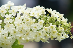 横須賀菖蒲園にて 6/6 DSC00578