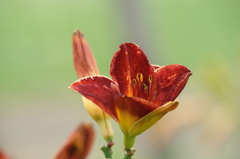 雨上がりの花菜ガーデンにて 6/27 DSC01796