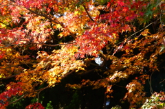 報国寺 竹撮ぶら散歩 2015 12/12 DSC02532