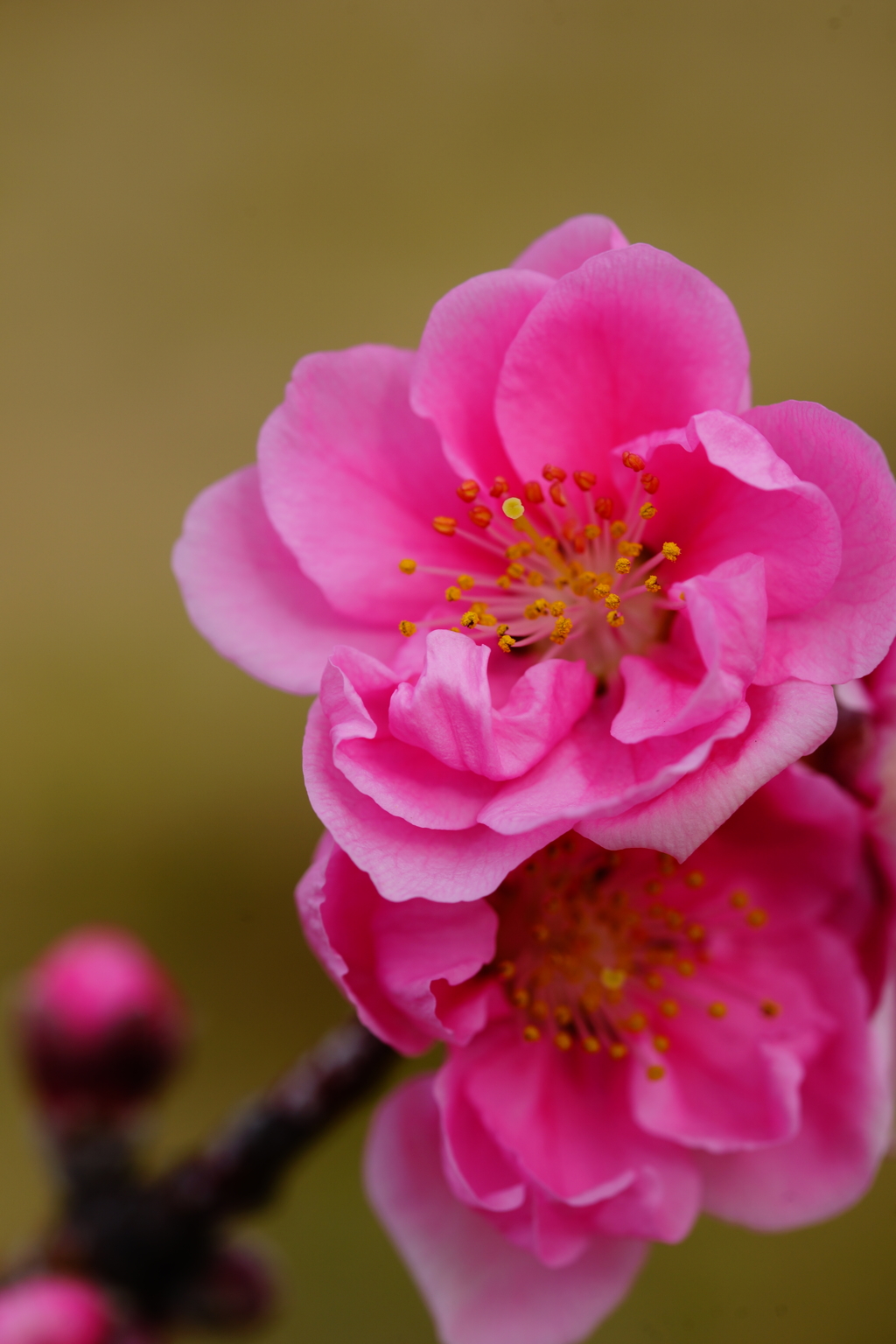 春色～花桃～③
