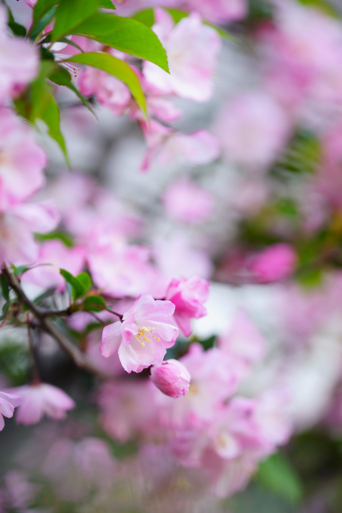 ぶらっと北鎌倉～花海棠～ ②