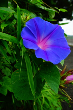夏の朝ぶら 2016 7/16 DSC05937