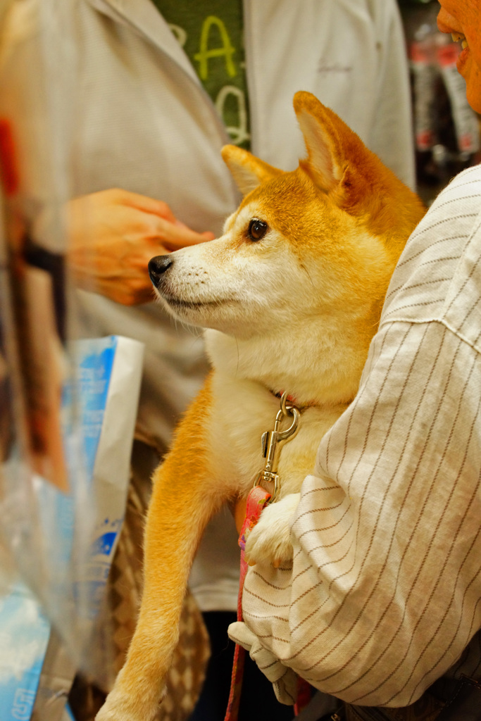 SIBAの店でチヤホヤされて御満悦 ④