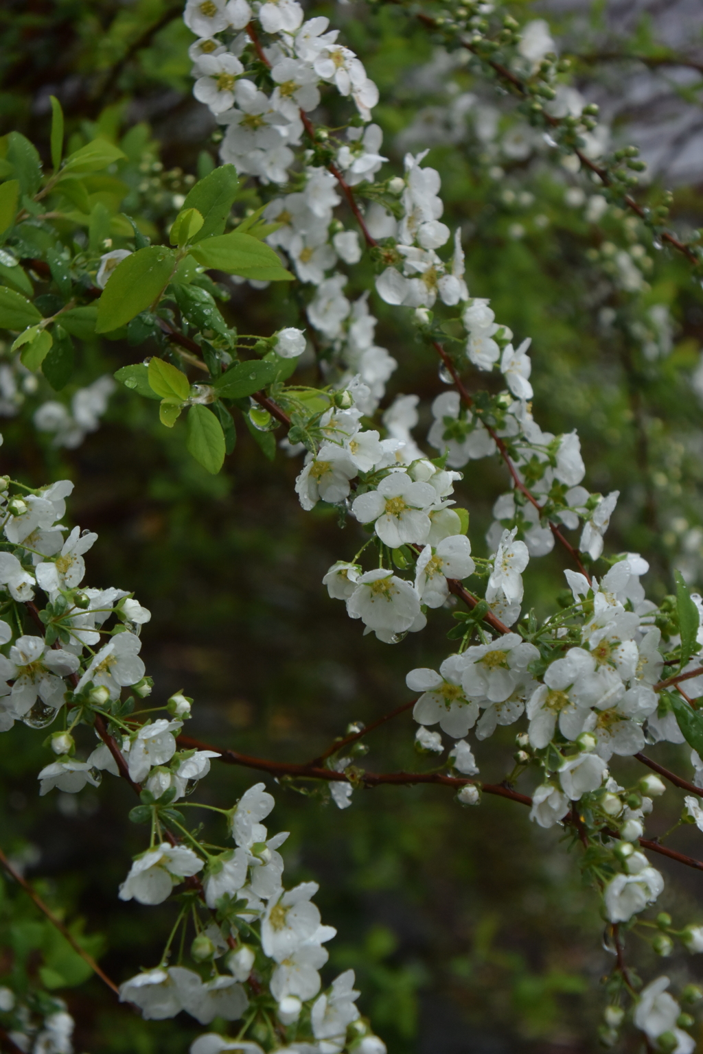 ユキヤナギ 雨の常立寺 20160319 DSC_2348