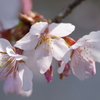 玉縄桜 フラワーセンター大船植物園 2016 2/27 DSC03101