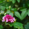 ぶら散歩 フラワーセンター 9/21 DSC06572