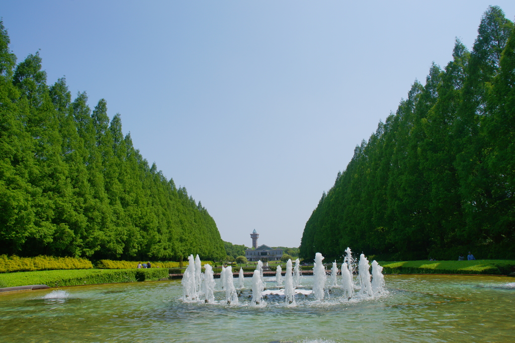 メタセコイア並木の新緑 相模原公園 2016 5/1 DSC06626