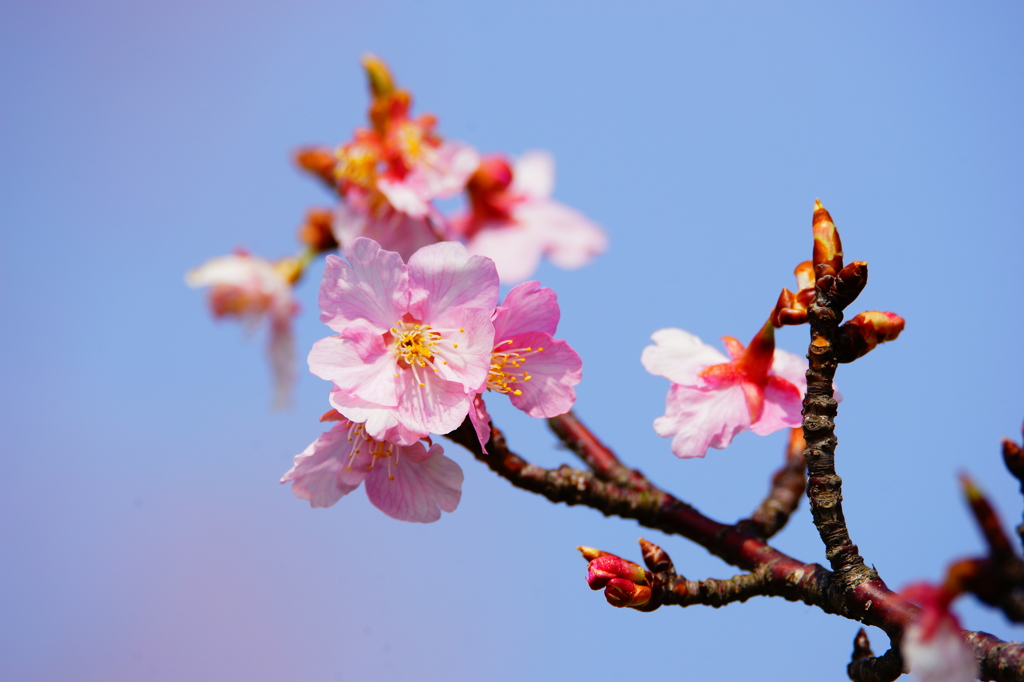 河津桜 花菜ガーデン 2016 3/5 DSC06676
