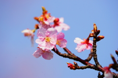 河津桜 花菜ガーデン 2016 3/5 DSC06676
