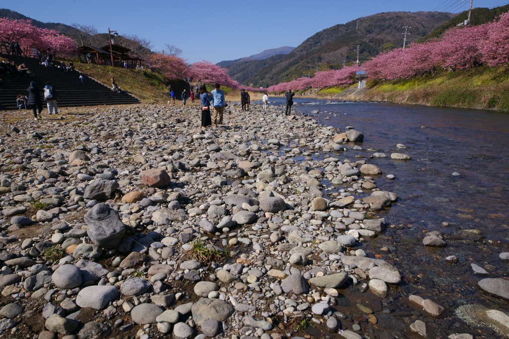 河津桜まつり 2016 2/21 DSC02955