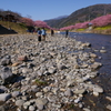 河津桜まつり 2016 2/21 DSC02955