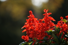 黄葉・紅葉 ぶら散歩 国営昭和記念公園 2015 11/15DSC00471