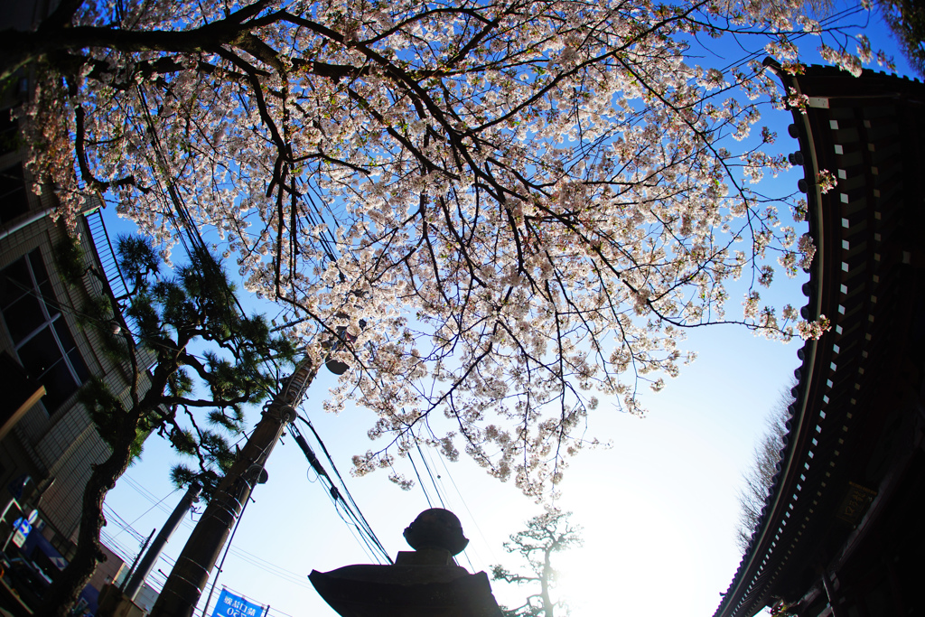 見上げて目に映ったこの桜を忘れないよ…