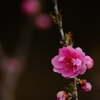 春色～花桃～①