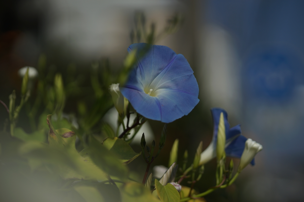 ぶら散歩 腰越 2015 10/24 DSC00788