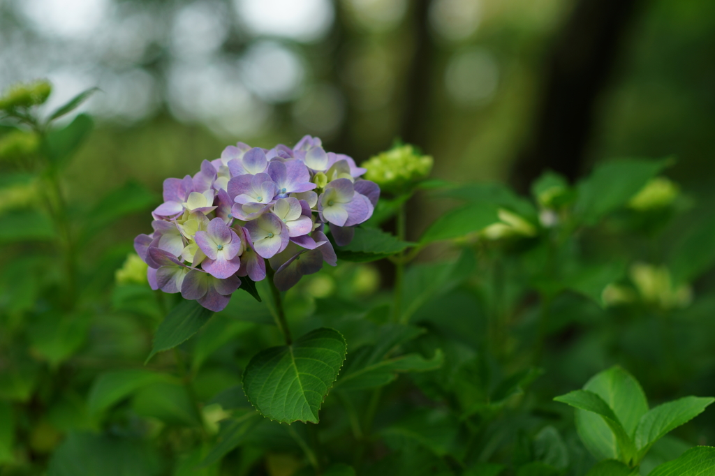 紫陽花ぶら散歩 大庭城址公園 2016 5/28 DSC03081
