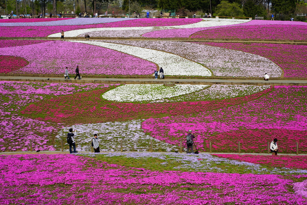 秩父 羊山公園　芝桜まつり2016 DSC08794
