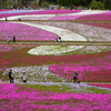 秩父 羊山公園　芝桜まつり2016 DSC08794