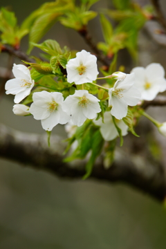 鎌倉中央公園 大島桜 2016 4/10 DSC08418