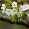 鎌倉中央公園 大島桜 2016 4/10 DSC08418