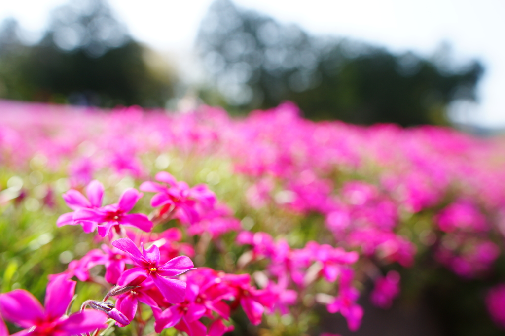 秩父 羊山公園　芝桜まつり2016 DSC04619