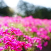 秩父 羊山公園　芝桜まつり2016 DSC04619