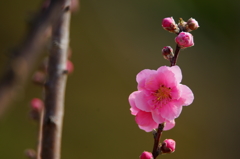 ハナモモ 花菜ガーデン 2016 3/5 DSC06556