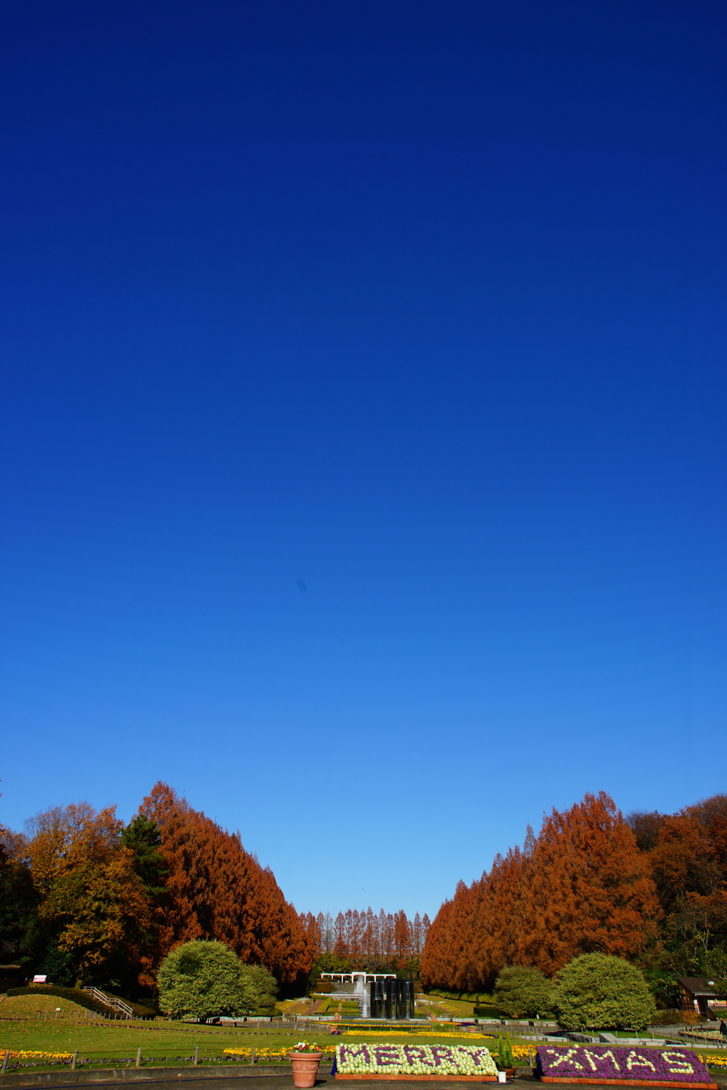 終わりに近づくメタセコイア並木の紅葉