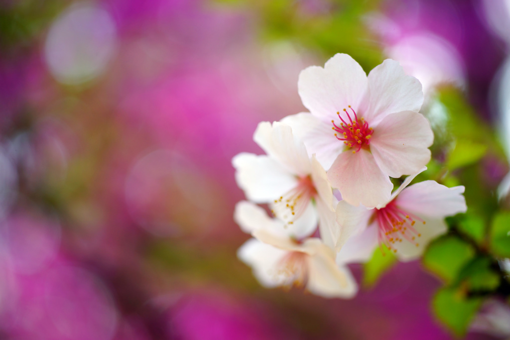 桃源郷のりんぽう桜 By ジュン兄 Id 写真共有サイト Photohito