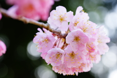 春めき桜...桃色吐息 ③