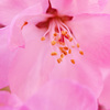 ぶらっと北鎌倉～花桃～③