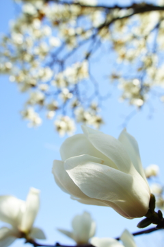 春色～白木蓮～④