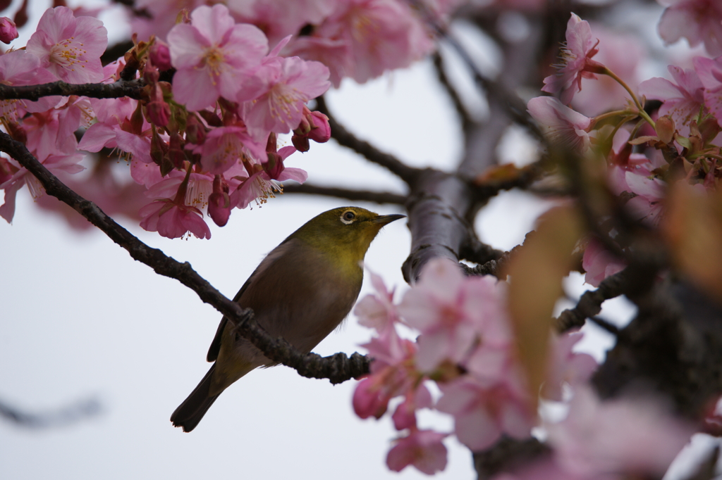 河津桜＆メジロ 三浦海岸ぶら散歩 2016 2/6 DSC02327