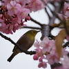 河津桜＆メジロ 三浦海岸ぶら散歩 2016 2/6 DSC02327