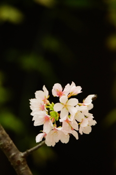 玉縄桜 ⑥