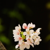 玉縄桜 ⑥