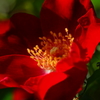 花芯 2016 5/15 DSC02046