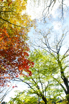 見上げると It's a beautiful ! ～箱根～