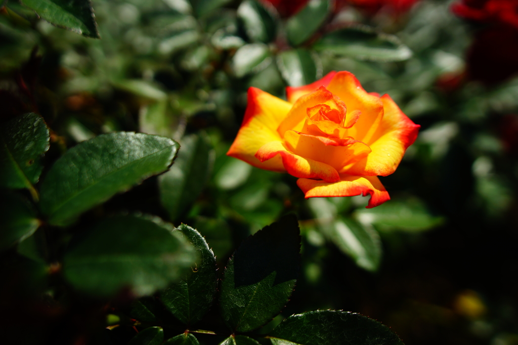 秋のバラフェスタ 神代植物公園 2015 10/12 DSC00391