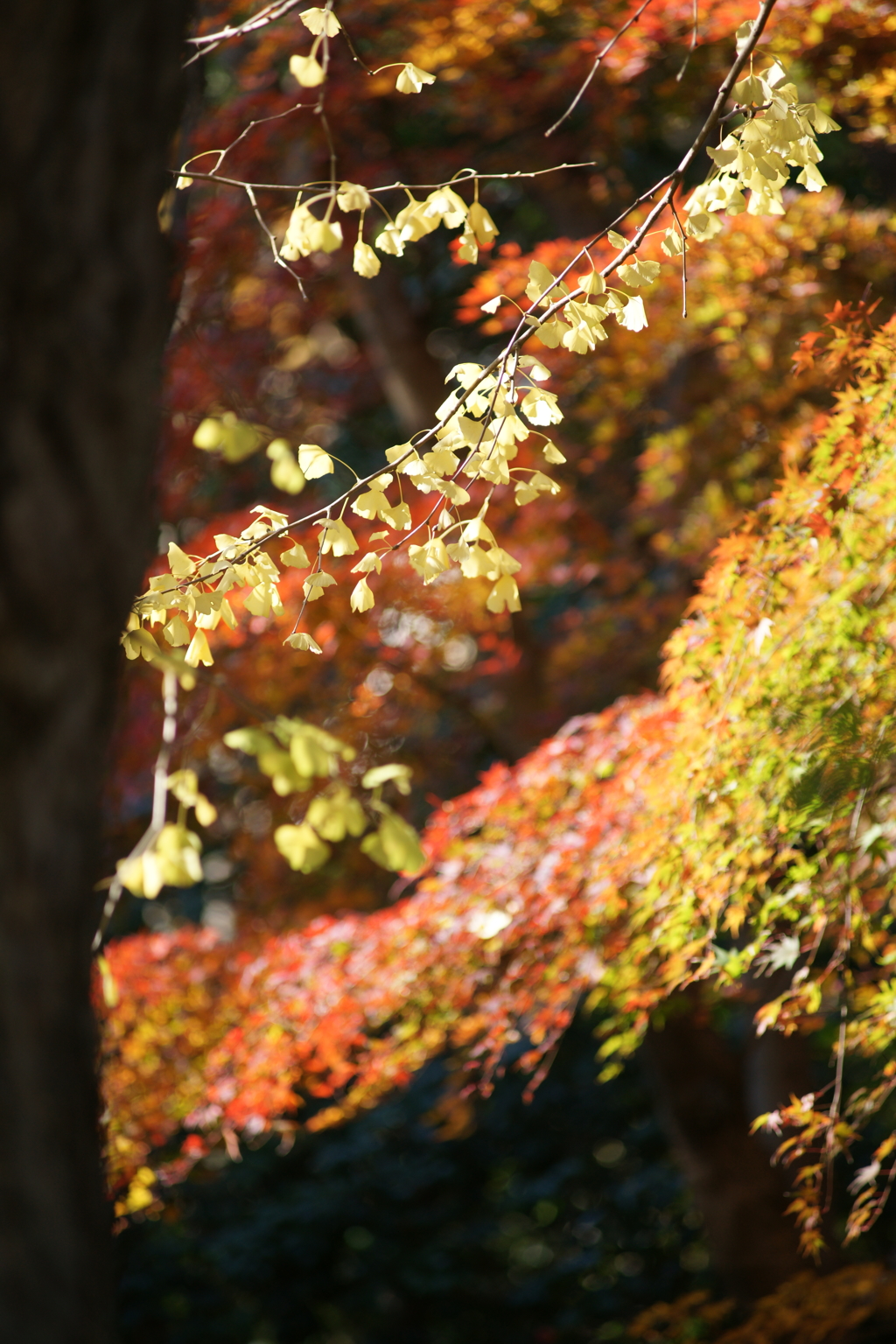 報国寺 竹撮ぶら散歩 2015 12/12 DSC01424