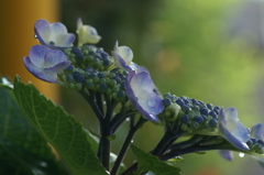 雨上がりの紫陽花 鎌倉にて5/30　PICT2396