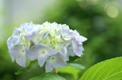 鎌倉　長谷にて①PICT1985